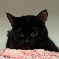 Shelter Stray Male Cat last seen , Animal Care & Control Team of Philly, 111 W Hunting Park Ave, Philadelphia, PA 19140, USA