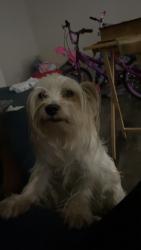 Lost Male Dog last seen Anderson road and Eden terrace, Rock Hill, SC 29730