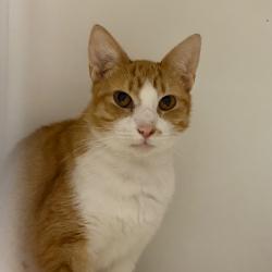 Shelter Stray Female Cat last seen , Animal Care & Control Team of Philly, 111 W Hunting Park Ave, Philadelphia, PA 19140, USA