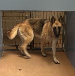 Shelter Stray Female Dog last seen San Diego, CA, 92126, 5500 Gaines St, San Diego, CA 92110, USA