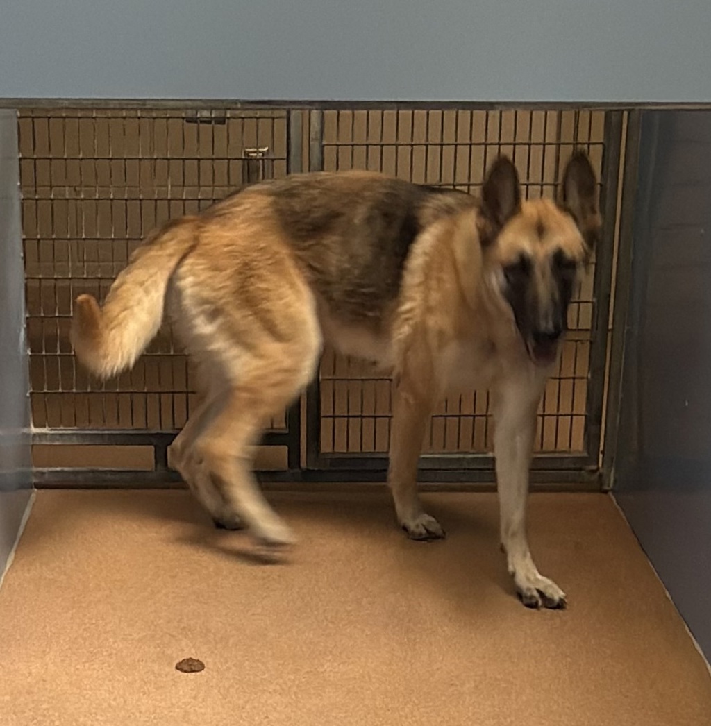 Shelter Stray Female Dog last seen San Diego, CA, 92126, 5500 Gaines St, San Diego, CA 92110, USA