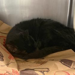 Shelter Stray Female Cat last seen , Animal Care & Control Team of Philly, 111 W Hunting Park Ave, Philadelphia, PA 19140, USA