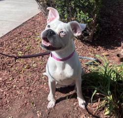 Shelter Stray Female Dog last seen Near W University Avenue, San Diego, CA, 92103, 5500 Gaines St, San Diego, CA 92110, USA