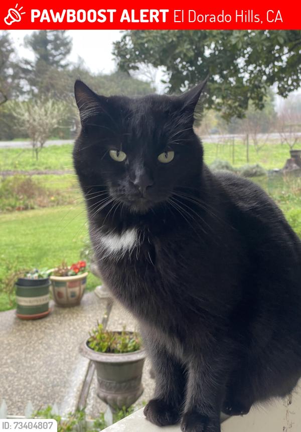 Lost Female Cat last seen Sophia Parkway, El Dorado Hills, CA 95762