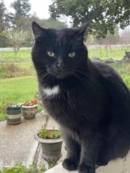 Lost Female Cat last seen Sophia Parkway, El Dorado Hills, CA 95762
