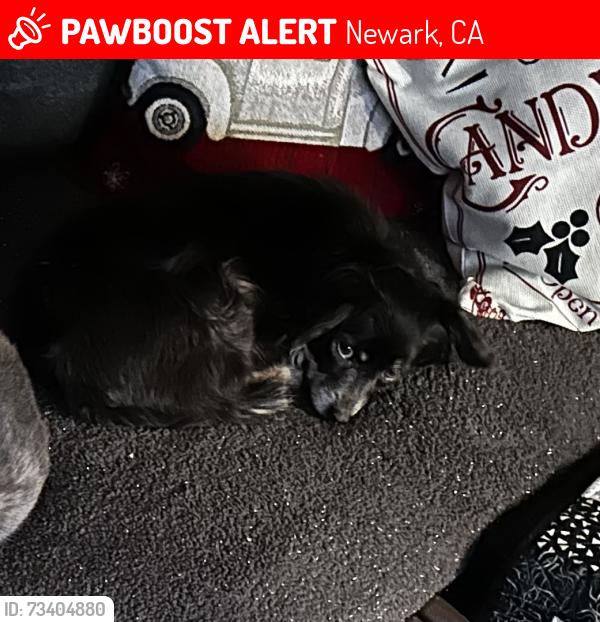 Lost Female Dog last seen Newark blvd and thorton, Newark, CA 94560