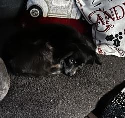 Lost Female Dog last seen Newark blvd and thorton, Newark, CA 94560