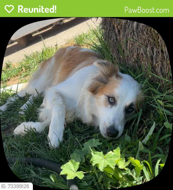 Reunited Female Dog last seen Wilkenway, Anaheim, CA 92815