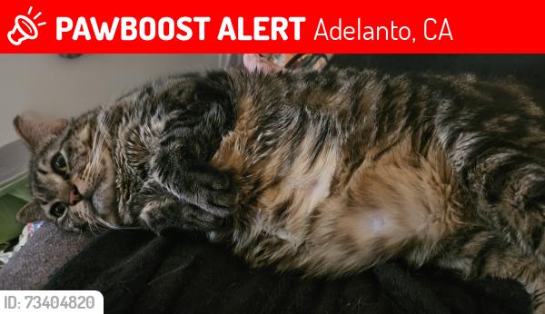 Lost Male Cat last seen Mojave and 395, Adelanto, CA 92301