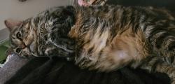 Lost Male Cat last seen Mojave and 395, Adelanto, CA 92301