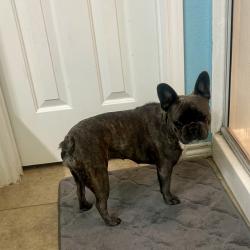 Found/Stray Unknown Dog last seen Harmon/Golden Triangle, Fort Worth, TX 76177