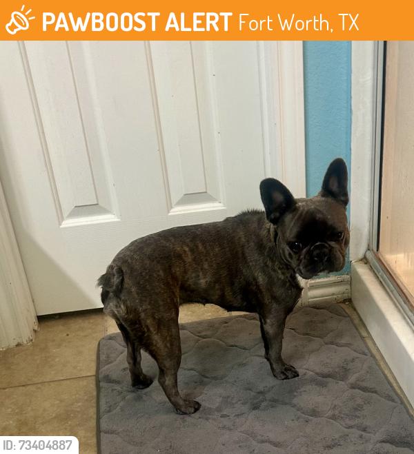 Found/Stray Unknown Dog last seen Harmon/Golden Triangle, Fort Worth, TX 76177