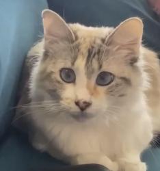 Lost Female Cat last seen Old Lockhart rd, Buda, TX 78610