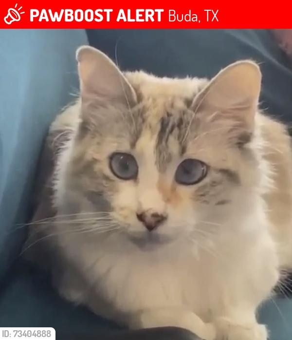 Lost Female Cat last seen Old Lockhart rd, Buda, TX 78610
