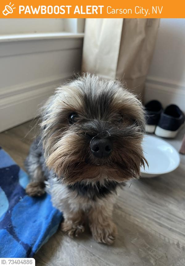 Found/Stray Male Dog last seen Hot Springs Road, Carson City, NV 89706