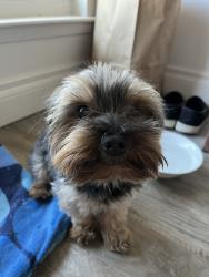 Found/Stray Male Dog last seen Hot Springs Road, Carson City, NV 89706