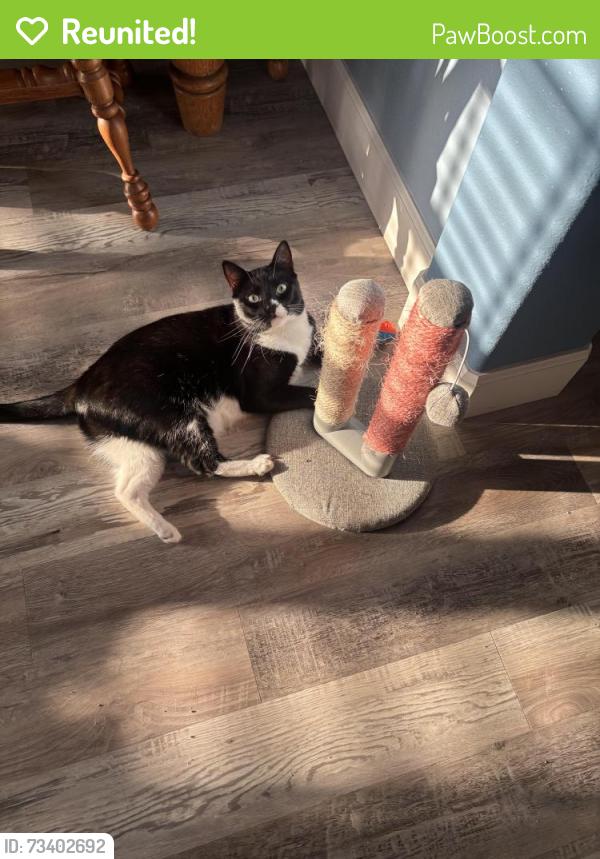 Reunited Male Cat last seen Becker, Port St. Lucie, FL 34953