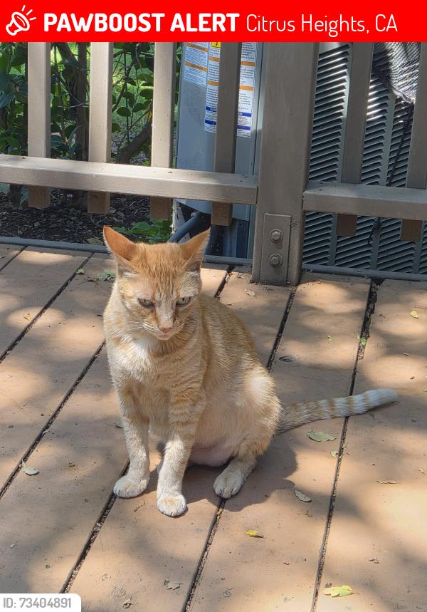 Lost Female Cat last seen Auburn/ San Tomas, Citrus Heights, CA 95621