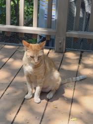 Lost Female Cat last seen Auburn/ San Tomas, Citrus Heights, CA 95621