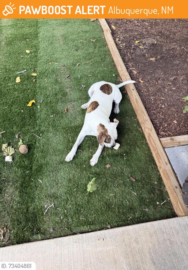 Found/Stray Male Dog last seen Mojave and Territorial, Albuquerque, NM 87120