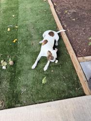Found/Stray Male Dog last seen Mojave and Territorial, Albuquerque, NM 87120