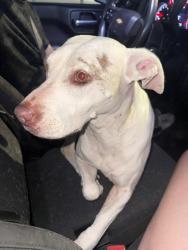 Found/Stray Female Dog last seen 86th st and Milwaukee avenue, Lubbock, TX 79424