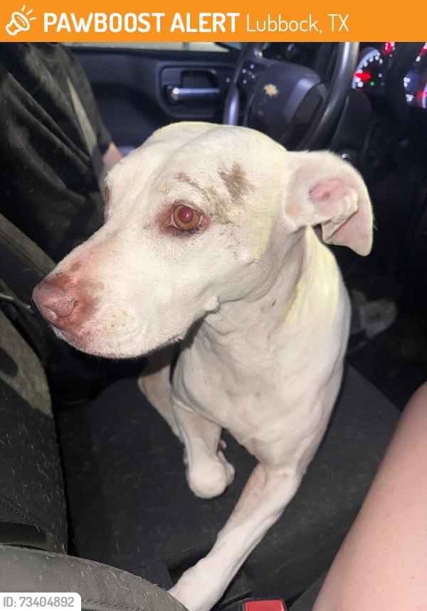 Found/Stray Female Dog last seen 86th st and Milwaukee avenue, Lubbock, TX 79424