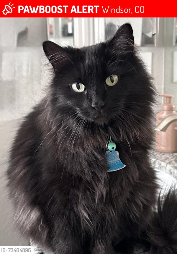 Lost Female Cat last seen The Ridge at Harmony neighborhood, Windsor, CO 80550