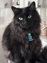 Lost Female Cat last seen The Ridge at Harmony neighborhood, Windsor, CO 80550