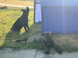 Found/Stray Female Dog last seen Corner of County road 466 & county road 499, Princeton, TX 75407