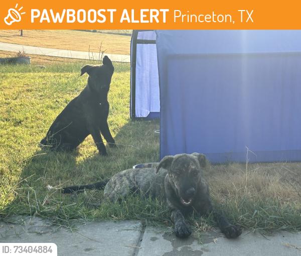 Found/Stray Female Dog last seen Corner of County road 466 & county road 499, Princeton, TX 75407