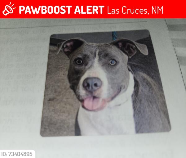 Lost Female Dog last seen Skyway by Lynn, Las Cruces, NM 88001