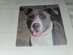 Lost Female Dog last seen Skyway by Lynn, Las Cruces, NM 88001