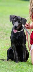 Reunited Female Dog last seen Near Deedle Creek Dr, Montpelier, VA 23192, USA, Montpelier, VA 23192