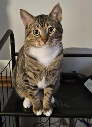 Lost Male Cat last seen West Woodland Street, Beach Park, IL 60087