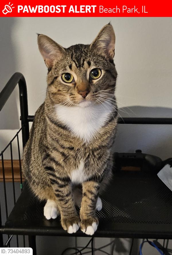 Lost Male Cat last seen West Woodland Street, Beach Park, IL 60087