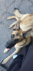 Reunited Unknown Dog last seen Near ave ocotillo, Glendale, AZ 85303