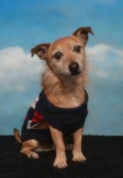 Reunited Male Dog last seen Near Randolph St, Bell, CA 90201, USA, Bell, CA 90201