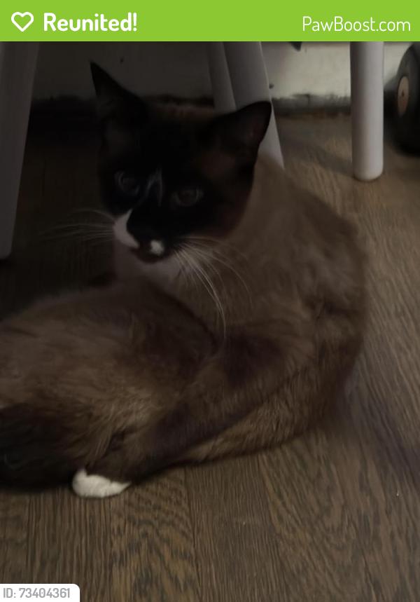 Reunited Male Cat last seen Old Mountain Road and Scenic Peak Way, Roanoke, VA 24019