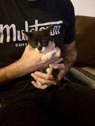 Found/Stray Female Cat last seen St. Catherine Catholic Church, Columbia, TN 38401