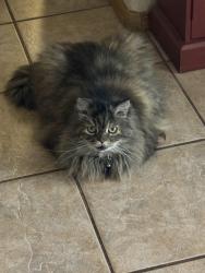 Lost Female Cat last seen Edith and Alameda area by balloon fiesta park, Albuquerque, NM 87113
