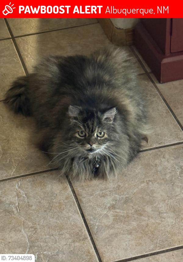 Lost Female Cat last seen Edith and Alameda area by balloon fiesta park, Albuquerque, NM 87113