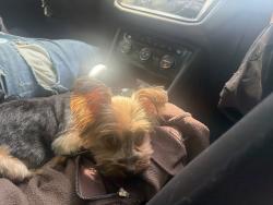 Lost Female Dog last seen a gray car ( i think a jeep ) grabbed her while outside. white male, Harrisburg, PA 17111