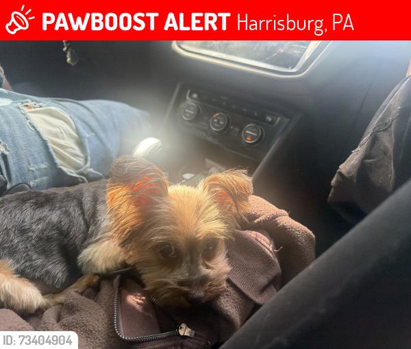 Lost Female Dog last seen a gray car ( i think a jeep ) grabbed her while outside. white male, Harrisburg, PA 17111