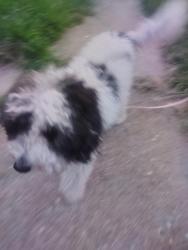 Reunited Male Dog last seen Natural bridge Lucas and Hunt, St. Louis, MO 63121