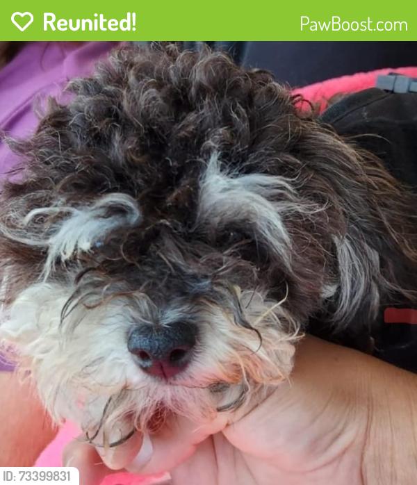 Reunited Female Dog last seen Marina City Club, Marina del Rey, CA 90292