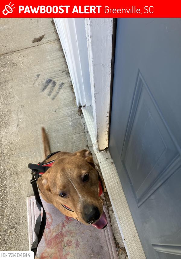 Lost Male Dog last seen Pebble creek golf course, Greenville, SC 29609