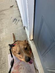 Lost Male Dog last seen Pebble creek golf course, Greenville, SC 29609