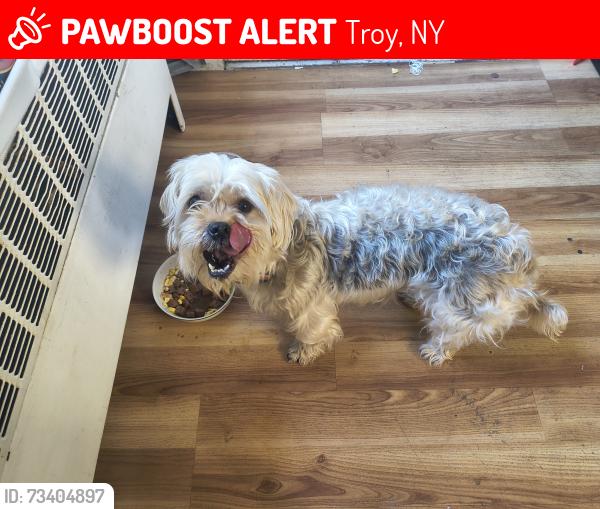 Lost Female Dog last seen 101st, Troy, NY 12180