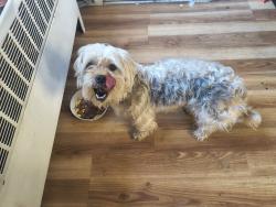 Lost Female Dog last seen 101st, Troy, NY 12180